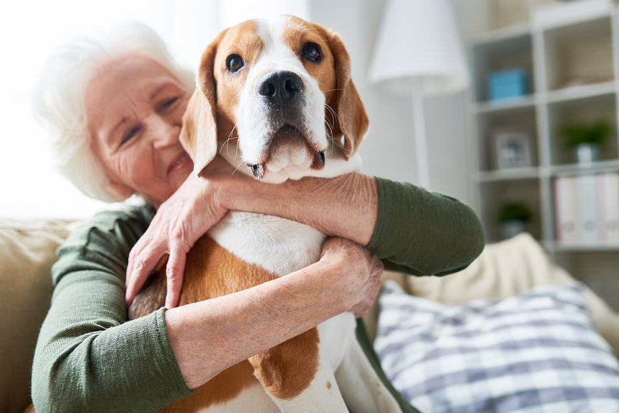 4 Reasons Why Senior Pets and Seniors Are a Perfect Match